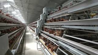 A Type Layer Chicken Cage Manual poultryequipmentfarmbreedingchicken