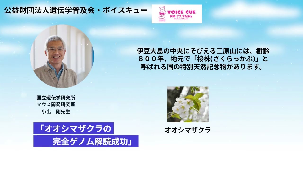 きゅんです！サイエンス｜オオシマザクラの完全ゲノム解読成功 　国立遺伝学研究所・小出剛先生