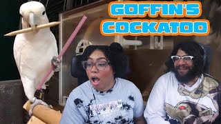 Goffins Cockatoo: Worlds Smartest Bird? | ZeFrank Reaction @SkittenSays