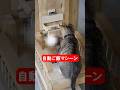 シャオフーのご飯は誰のもの 　#animals #猫 #動物#子猫 #猫のいる暮らし