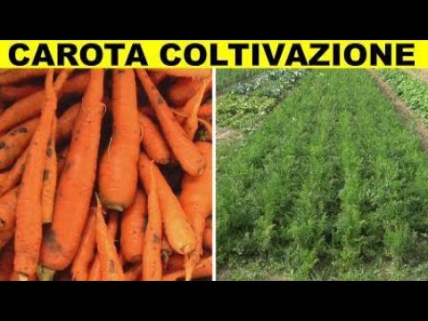 Video: Coltivare la pastinaca dai semi - Impara quando piantare i semi di pastinaca
