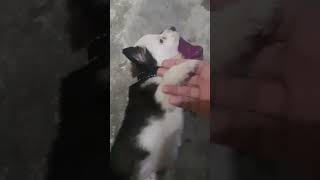 Brincado Com O Cachorro Do Meu Primo