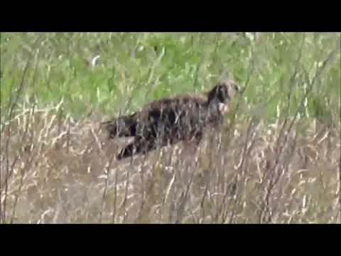African Marsh Harrier calling