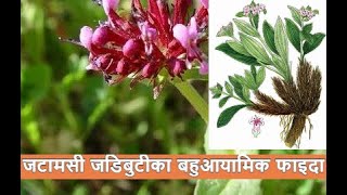 ||जटामसी जडिबुटीका बहुआयामिक फाइदा|| जटामसी JATAMASI ||Jatamasi plant in nepal|| Jatamasi kheti ||