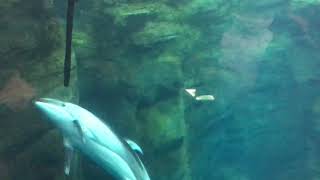 Dolphin show at Osaka Aquarium in Japan | Kids are well enjoying