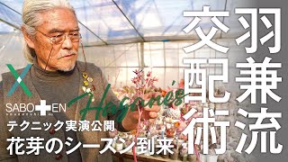 必見!羽兼流の交配術を公開  実演解説【サボテン相談室 羽兼直行】