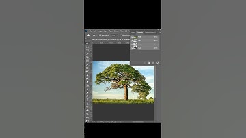 Complex tree background remove in photoshop
