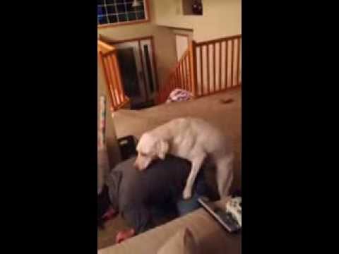 Dog Humps Human