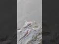 What's a nice moments feeding snack head fish #shorts #fish #শোল_মাছ