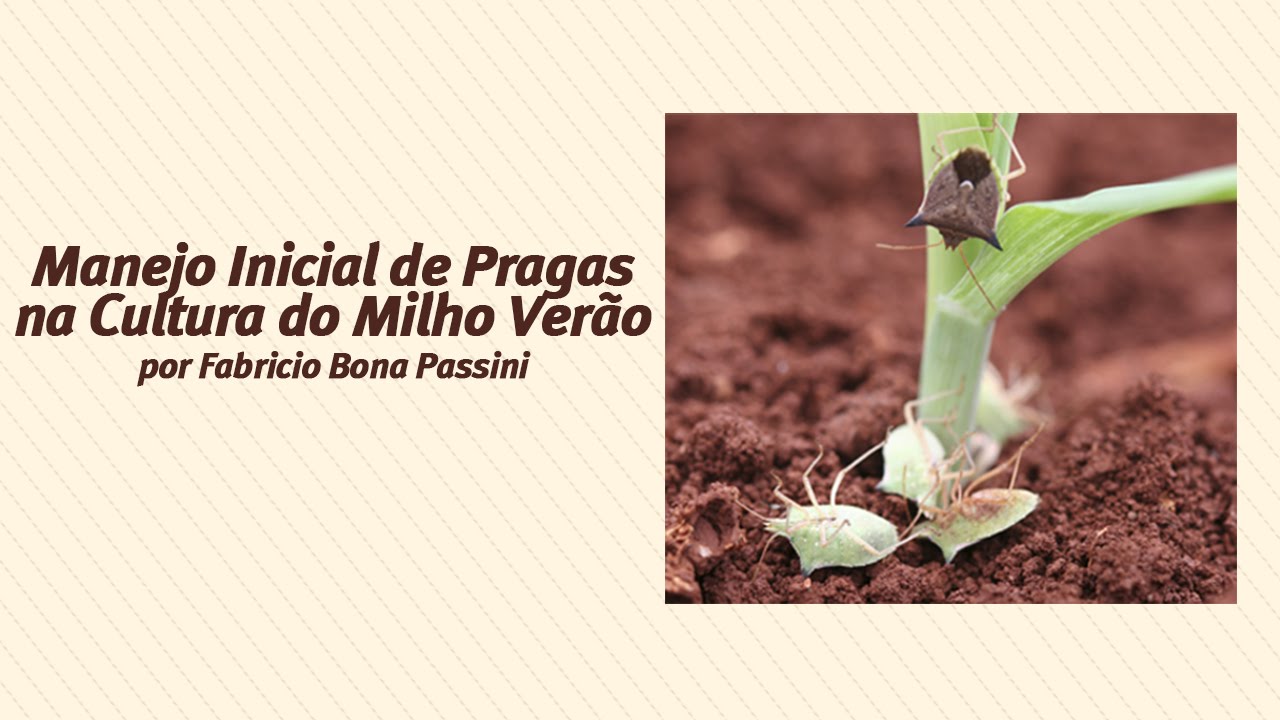 Manejo Inicial de Pragas na Cultura do Milho Verão - Palestra Online Pioneer