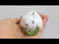 キュウリをかじるハムスター Hamster eats a cucumber