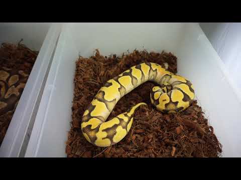 HI OD PASEL ENCHI VS OD PASTEL ENCHI