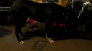 Dragon From Tudor Pit Bull Farm