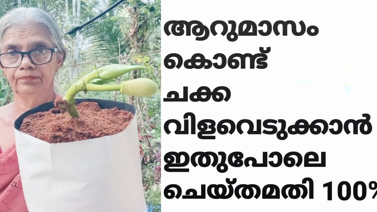 ഇങ്ങനെ ചെയ്താൽ 6മാസം കൊണ്ടു ചക്കപ്പറിക്കാം കാണാതെപോകരുത്