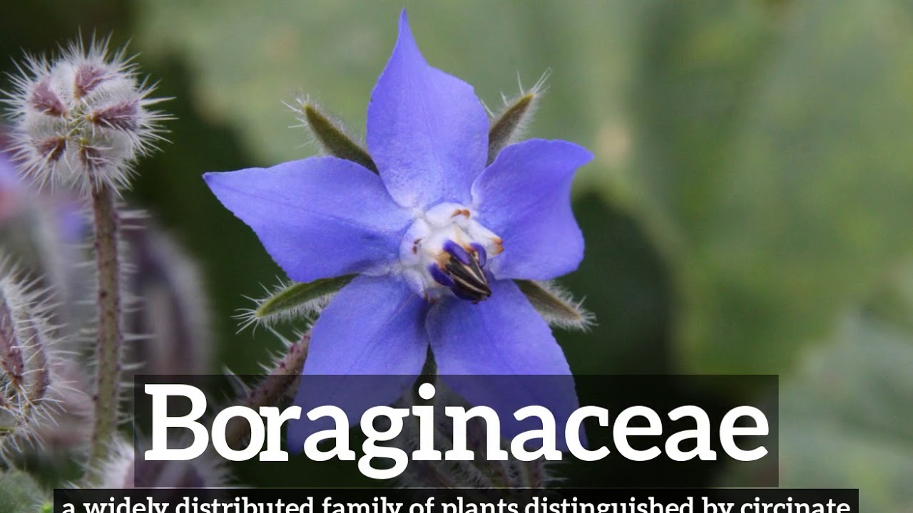 What is Boraginaceae? | How Does Boraginaceae Look? | How to Say Boraginaceae in English?