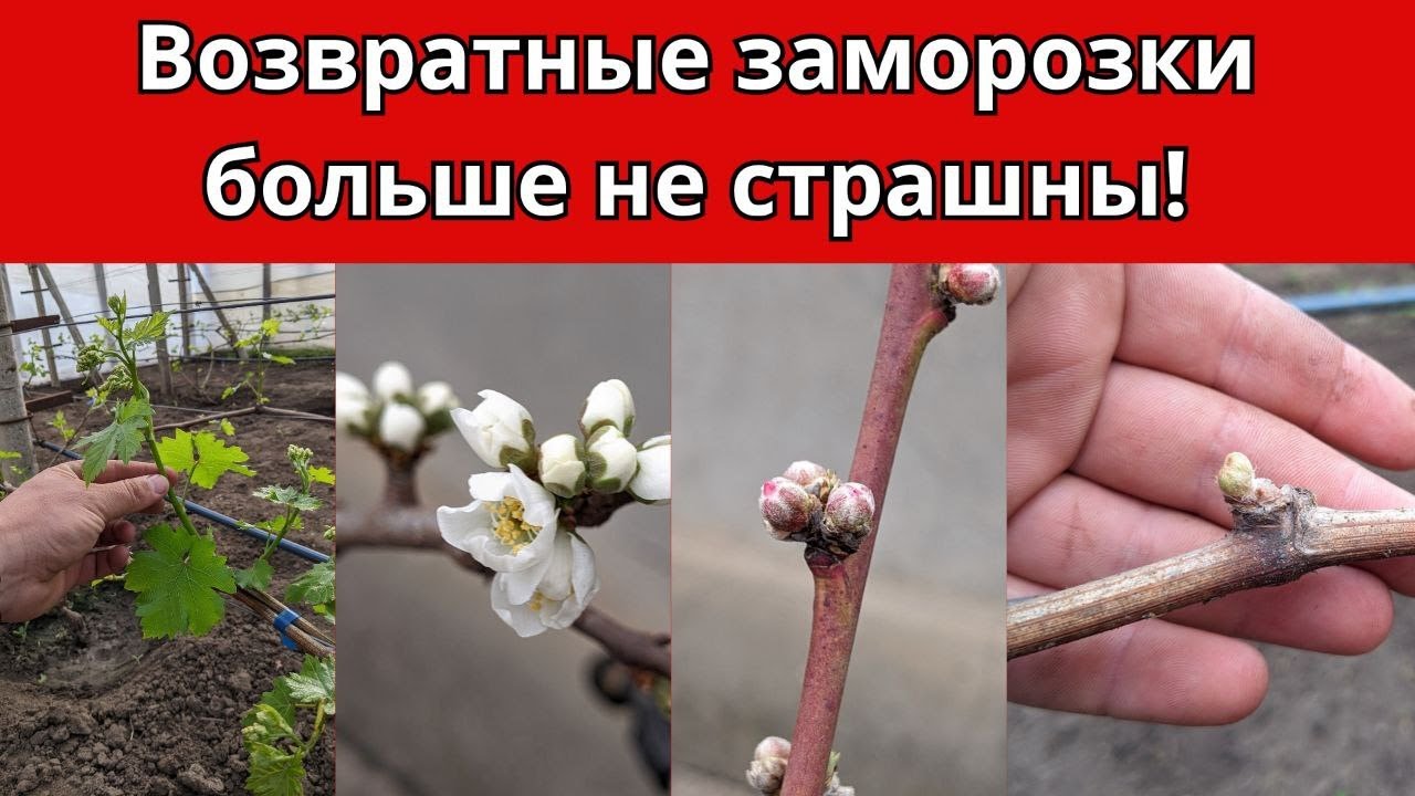 Возвратные заморозки больше не страшны! Спасение винограда найдено!