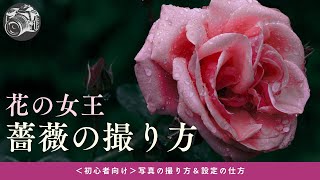 #56【カメラ初心者向け】花の女王、薔薇の撮り方6選！【写真の撮り方講座】