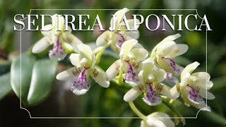 Phalaenopsis (Sedirea) japonica - Everything You Need to Know!
