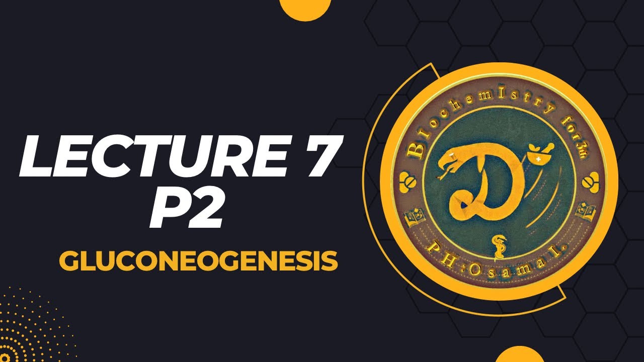 شرح البايوكمستري الوزاري المحاضرة السابعة   على المصدر المعتمد هاربر /Lec.7 /  gluconeogenesis p2