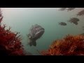 淡路島の釣り場 メガフロート&丸山海釣り公園 釣り場の水中映像