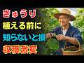【きゅうり】まだ植えないで!苗を置く前の「たった一つの見極め」で収穫量が大きく変わります【家庭菜園】【育て方】【裏技】