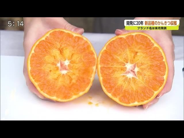 20 years in development! New citrus variety 