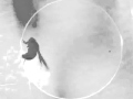 Courtship Behavior Displayed By A Solitary UAS DTrpA1 FruGAL4 B Male At 29 C Courtship Behavior Displayed By A Solitary UAS DTrpA1 FruGAL4 B Male At 29 C