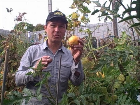 Harvesting Lemon Cucumbers at the Garden EOS in November