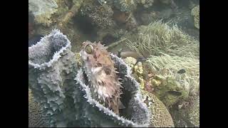 Download Lagu Lembeh Straits with Siladen John Daigle Group MP3