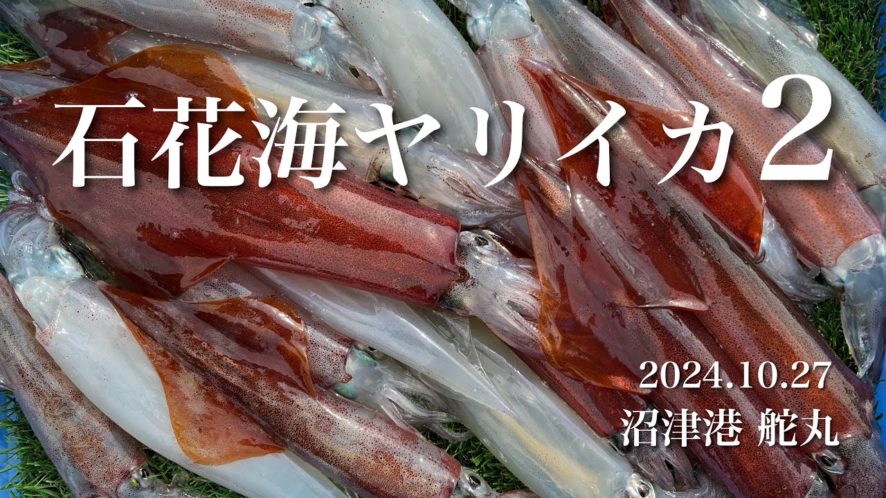 【2024年10月27日】石花海ヤリイカ２