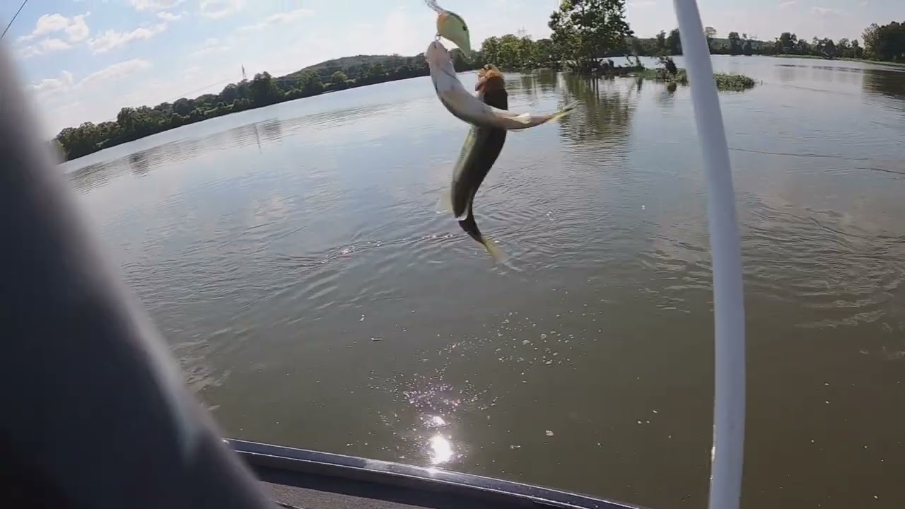 AR River Bass Fishing || MABC Practice 2025 || River Dink Fest