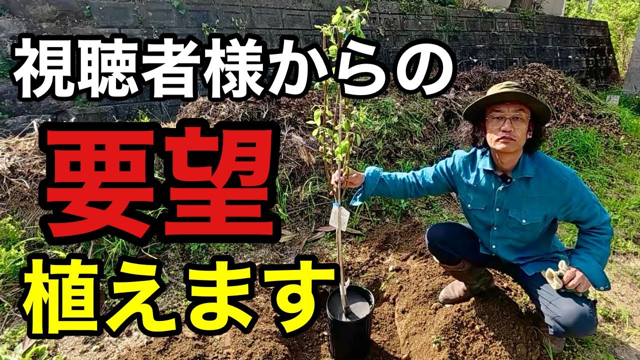 リクエストにお答えして〇〇の苗植えます 【園芸超人カーメン君】