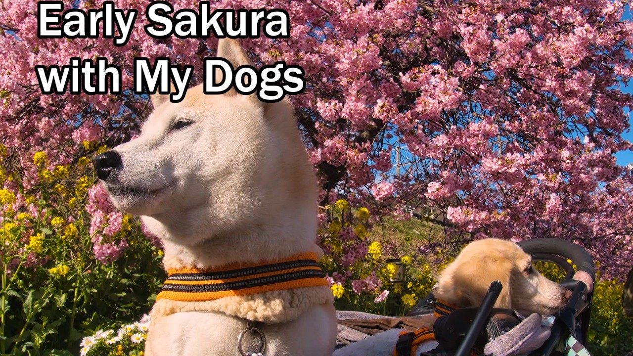 Treasure Every Day | Kawazu Sakura Cherry Blossoms Trip with My Dogs in Japan