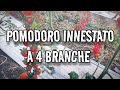 Piante Pomodoro Datterino innestate a 3 e a 4 branche [1×01]