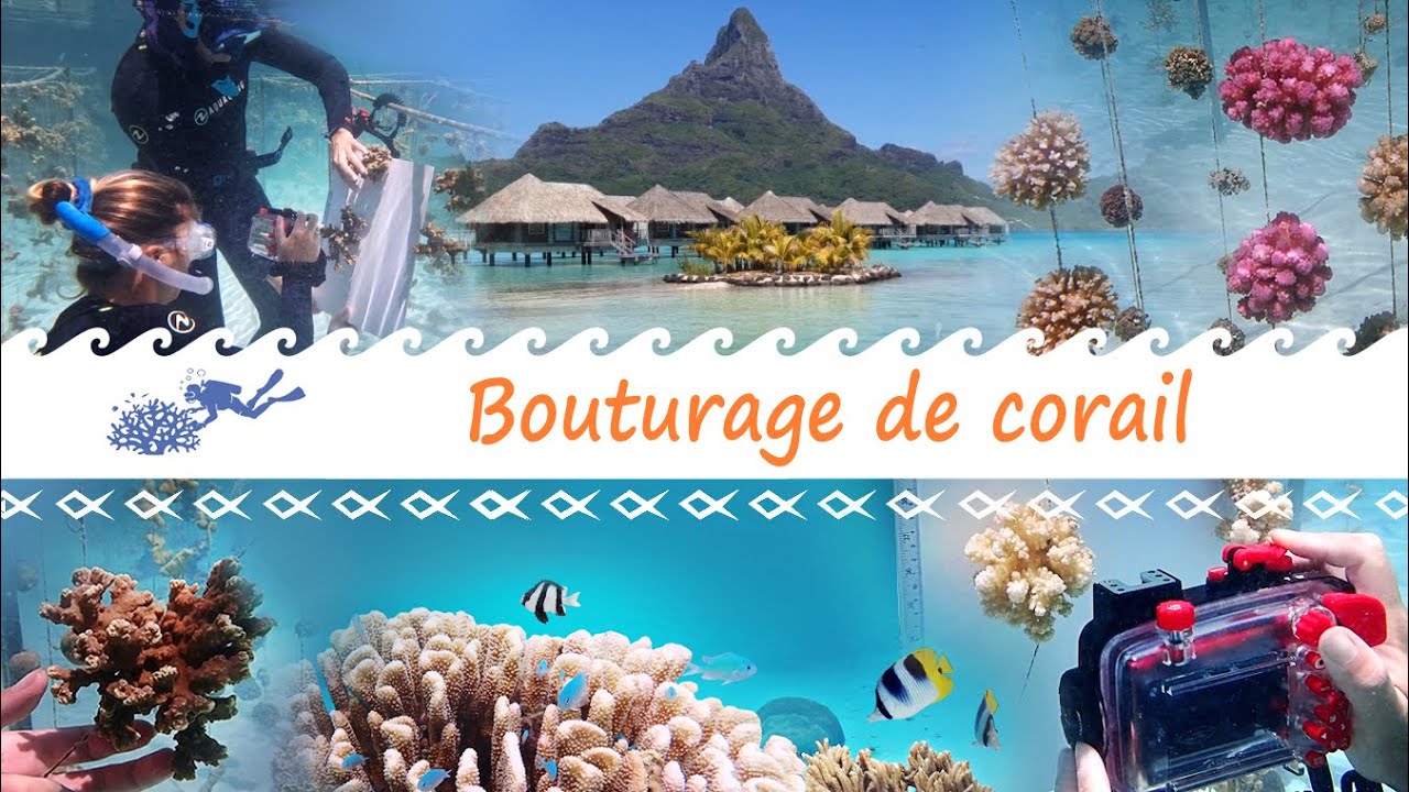 03-ESPACE BLEU BORA BORA_Une journée pour tout connaitre sur le bouturage de corail