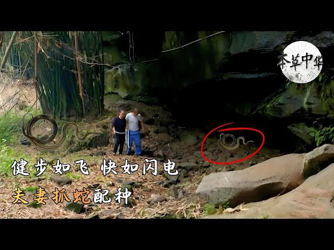 夫妻抓蛇配种，天天“盘”蛇，乌梢蛇繁殖季节，深入山林，看长虫如何变身药材#本草中华 第一季 Herbal China Clip