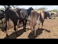 vacas a Venda sítio facão itaiba PE 20/10/2021