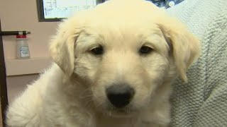Arizona Animal Welfare League sees influx of puppies who need forever homes | FOX 10 AZAM
