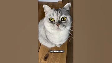 Как понять, что твой кот совсем обнаглел #коты #кот #кошка