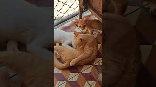 An orange tabby cat is lying on her side.  #cat #cats #catvideos #catshorts #cutecat #cuteanimals