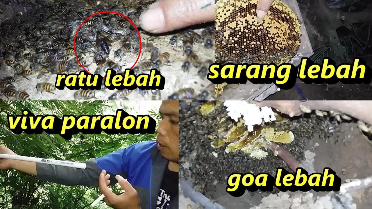 TEKNIK AGAR TIDAK DISENGAT LEBAH MADU UNTUK PEMULA 