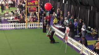 Heart Freestyle Westminster 021119