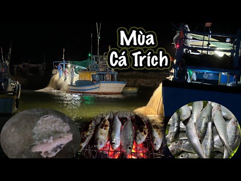 Video Mùa Cá Trích Ngư Dân kiếm tiền Triệu mỗi ngày về đêm |... - youtube