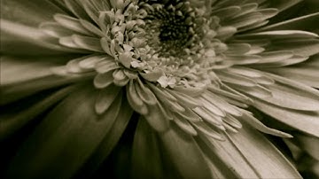 تلاوه مبكيه للقارئ محمد البراك