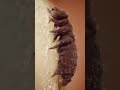 Tardigrados, las criaturas casi indestructibles