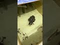 【超貴重映像】モンゴウイカ（コウイカ）の捕食の瞬間を鮮明に捉えることが出来ました！触腕を目いっぱい伸ばして活アジを捕まえています。　アオリイカよりも遠くの獲物を狙うことが出来るようです。