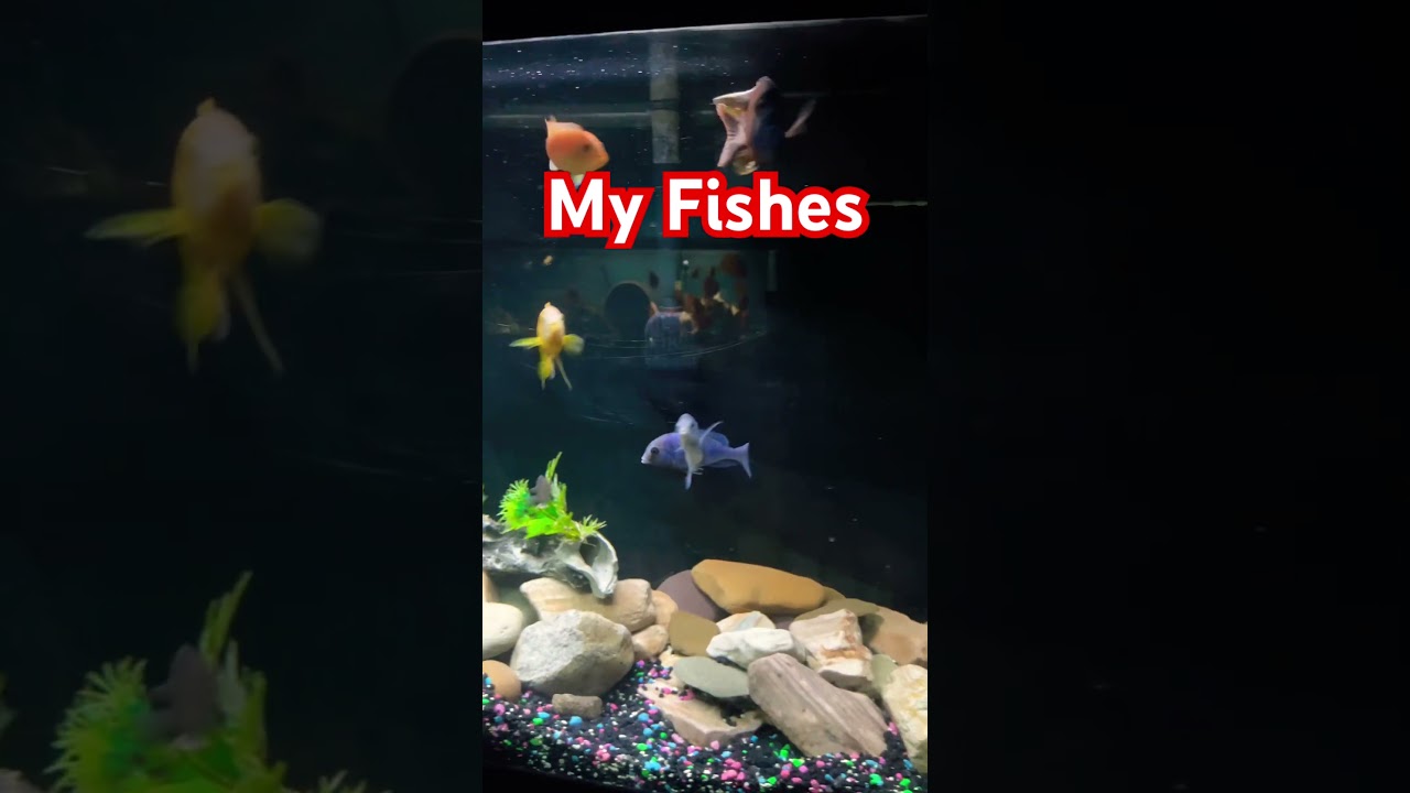 My Fishes #aquarium #cichlid #fish #saltwateraquarium #freshwateraquarium #fishroom #mom #mothersday
