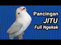 suara lovebird ini bikin labet lain rajin ngekek | pancingan lovebird ngekek