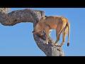 Lion Digs Inside Tree to Get to Leopard Cub that’s Hiding