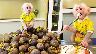 Raise Bibi monkey to grow up! How did Dad teach Bibi to hold a fork to Mangosteen?